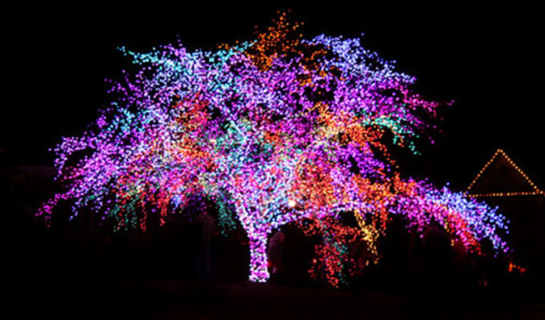 Дерево, подсвеченное светодиодными гирляндами